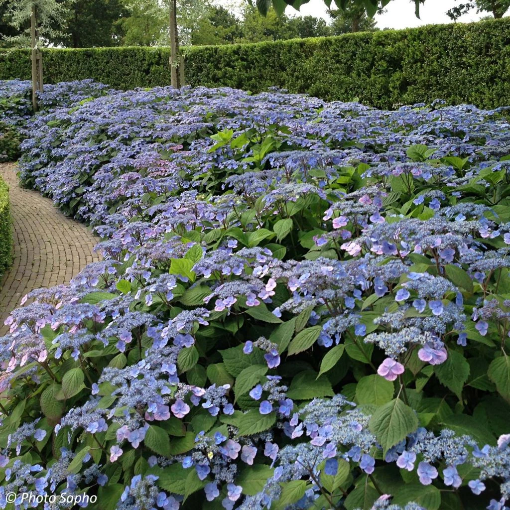Hortensia - Hydrangea Serrata Veerle