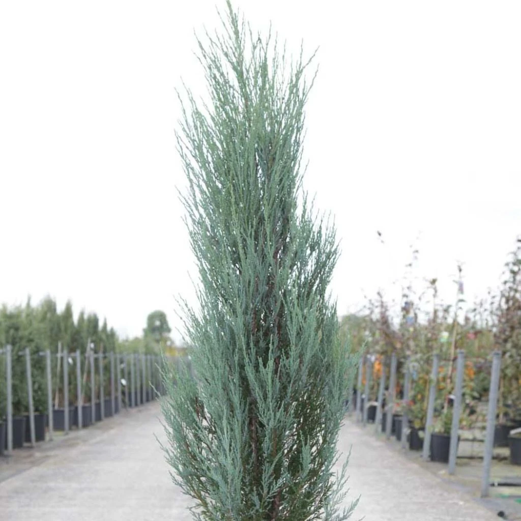 Genévrier De Virginie -Juniperus Scopulorum Blue Arrow
