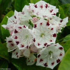 Kalmia Latifolia Freckles - Laurier Des Montagnes Noir Et Blanc