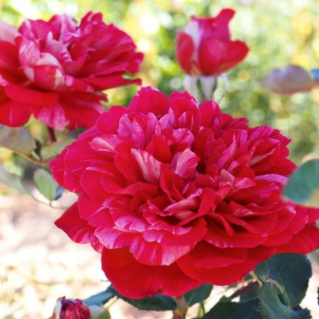 Rosier Ă Grandes Fleurs Berthe Morisot